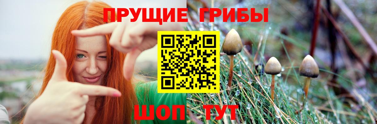 Саяногорск  Псилоцибиновые грибы прущие грибы  Вход с VPN  Галлюциногенные грибы Psilocybine cubensis 